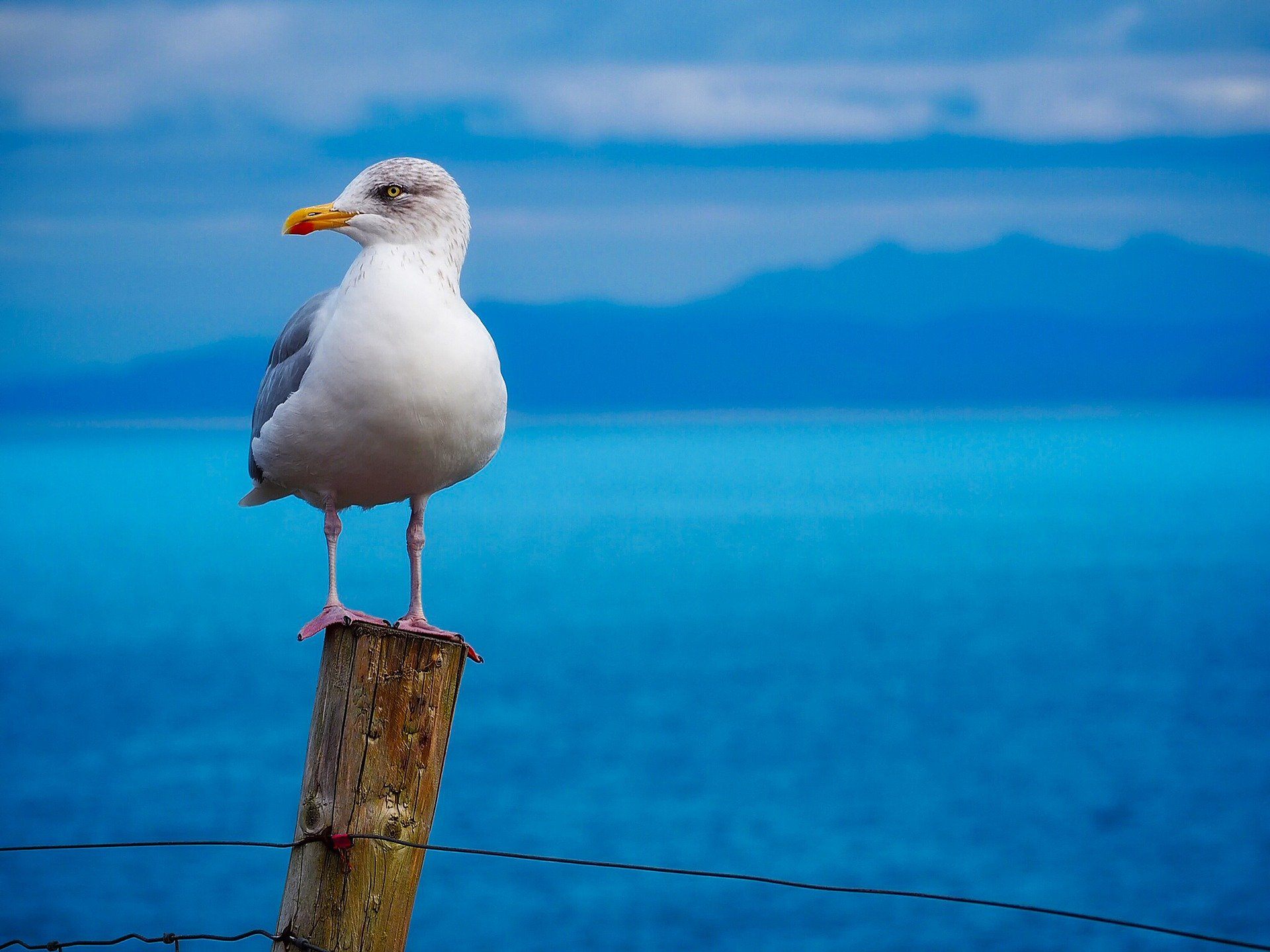 Gull Pest Control Stevenage, Hertfordshire